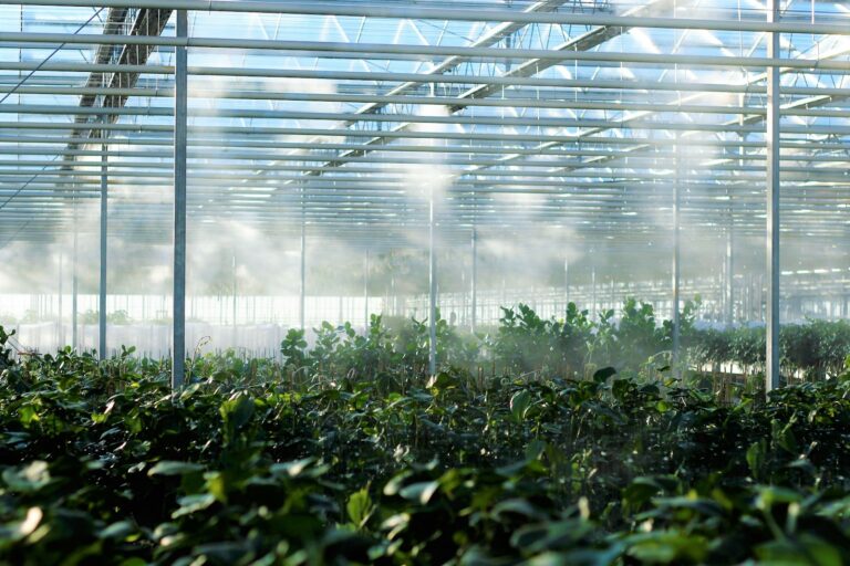 Sticky trap greenhouse