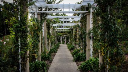 Trellis design ideas that add structure, height and privacy to your garden