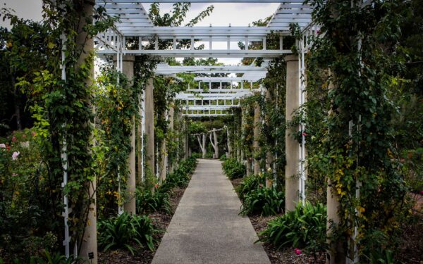 Trellis design ideas that add structure, height and privacy to your garden
