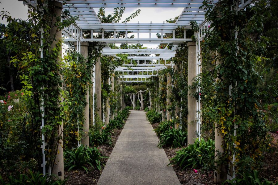 Garden trellis climbing