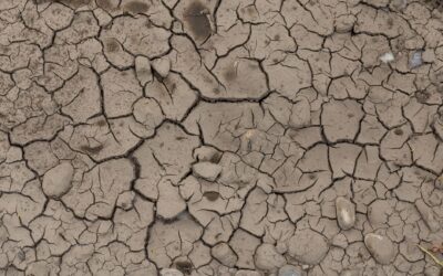 Underwatering in home beds and containers: how to spot it early and help roots recover