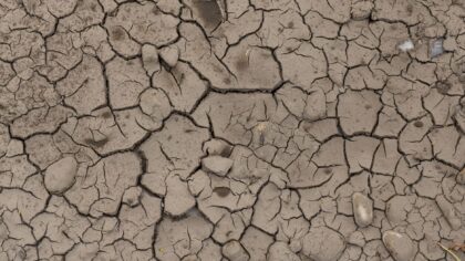 Underwatering in home beds and containers: how to spot it early and help roots recover
