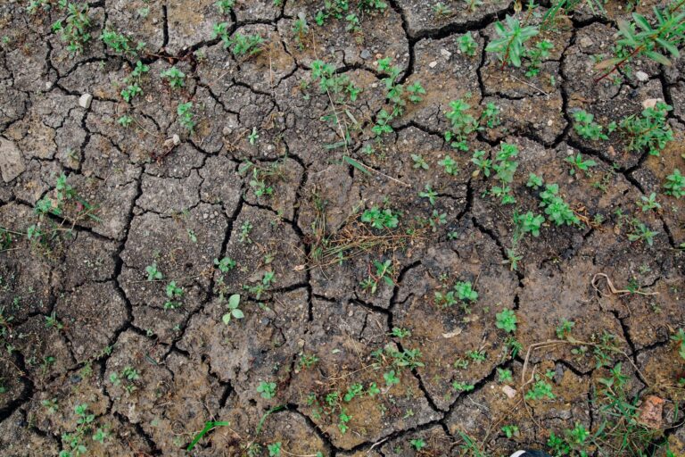 Dry soil cracked