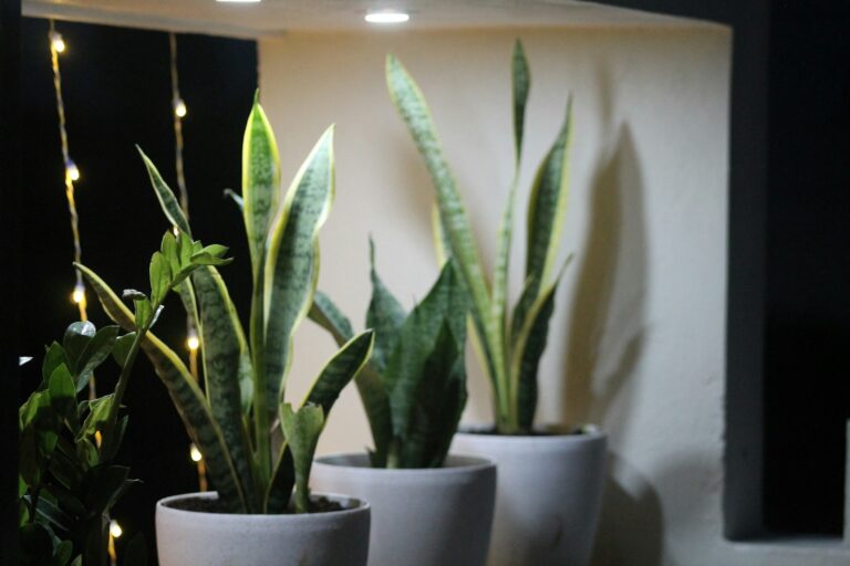 Indoor plants led