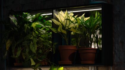 Using LED grow lights for indoor plants without wasting energy