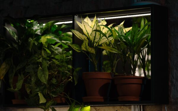 Using LED grow lights for indoor plants without wasting energy