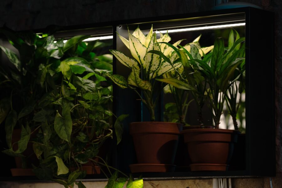 Indoor plants led