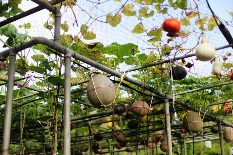 Vertical kitchen garden