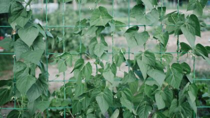 Vertical kitchen garden ideas for small spaces and big flavour