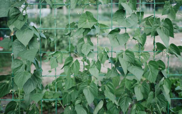 Vertical kitchen garden ideas for small spaces and big flavour