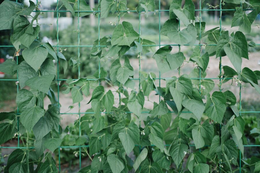 Vertical kitchen garden