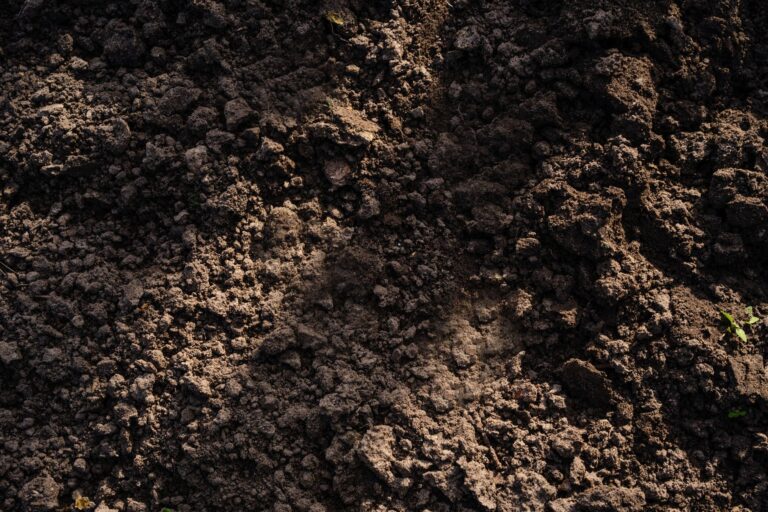 Waterlogged garden soil