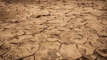 Waterlogged soil in home beds and pots: how to drain, dry and prevent future trouble