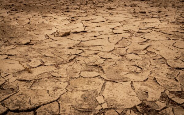 Waterlogged soil in home beds and pots: how to drain, dry and prevent future trouble