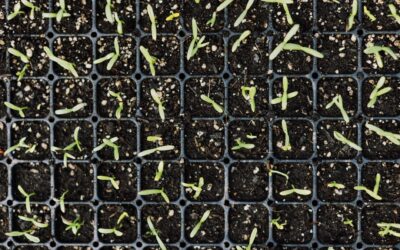 Why leggy seedlings happen and how to grow sturdier young plants