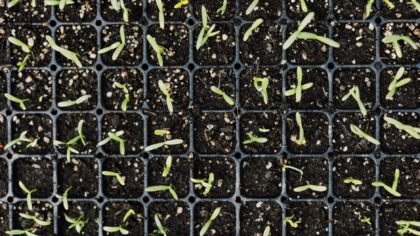 Why leggy seedlings happen and how to grow sturdier young plants