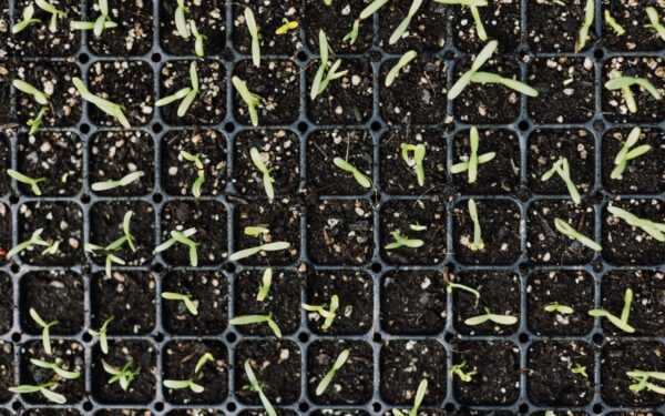 Why leggy seedlings happen and how to grow sturdier young plants