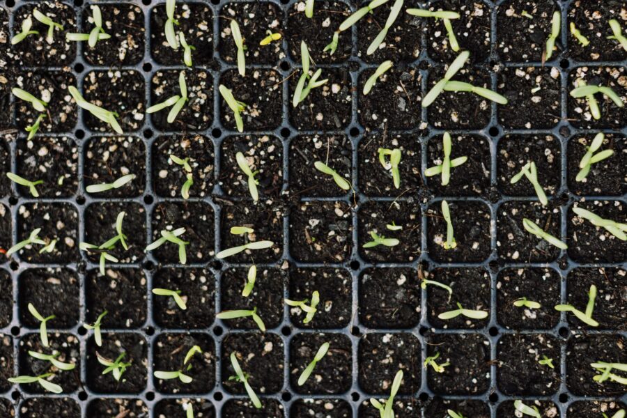 Seedlings grow lights