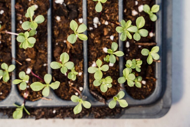 Seedlings grow lights