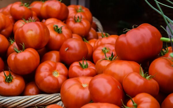 Why tomato fruits crack and split and how to reduce it naturally