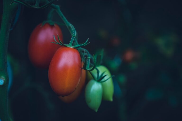 Tomato plant mulch