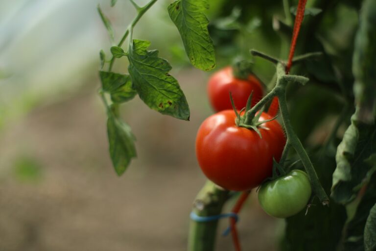 Ripe red tomatoes