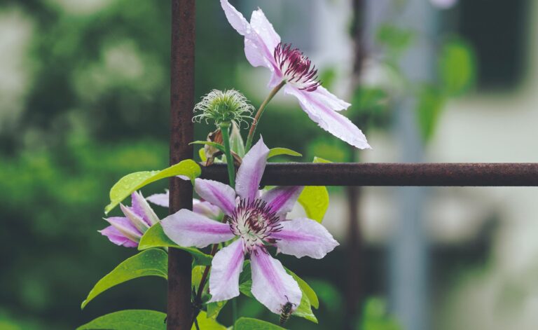 Pepper flowers close