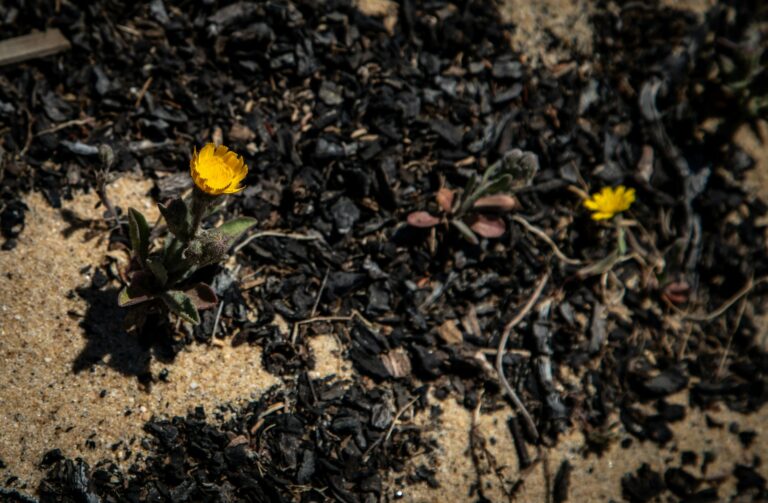 Wilted flowers garden