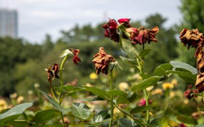 Wilting without warning: how to understand and revive drooping garden favorites