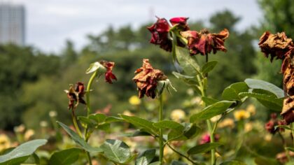 Wilting without warning: how to understand and revive drooping garden favorites