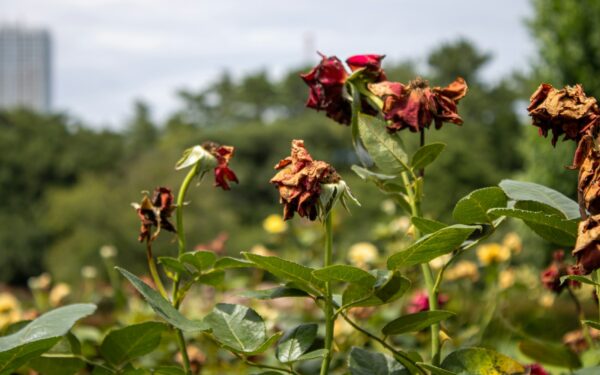 Wilting without warning: how to understand and revive drooping garden favorites