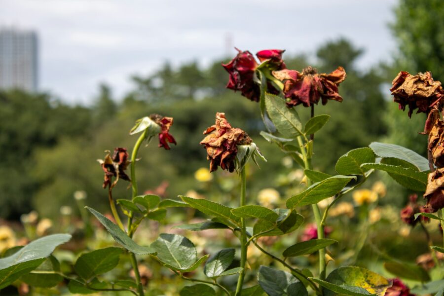 Wilted flowers garden