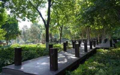 Wooden garden paths that add warmth, character and easy access through your plot