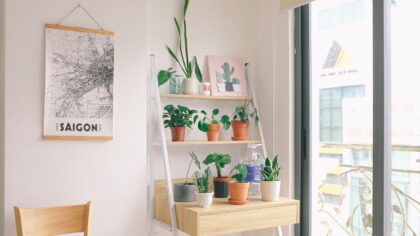 ZZ plant care made simple: a low-effort guide to Zamioculcas zamiifolia