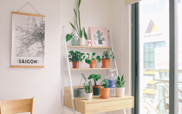 ZZ plant care made simple: a low-effort guide to Zamioculcas zamiifolia