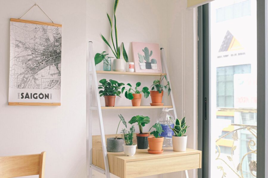 Plant indoor pot