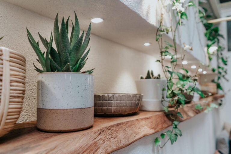Plant indoor pot