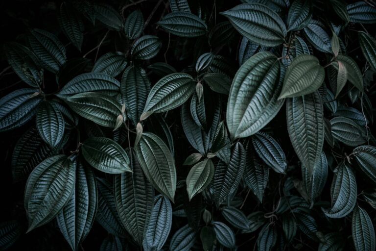 Plant close glossy
